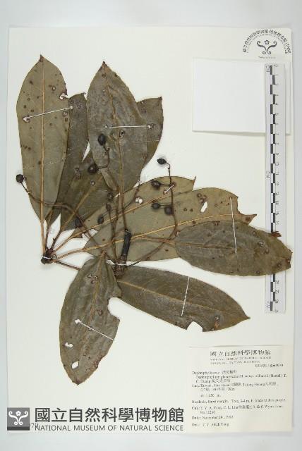 耿氏虎皮楠藏品圖，第1張