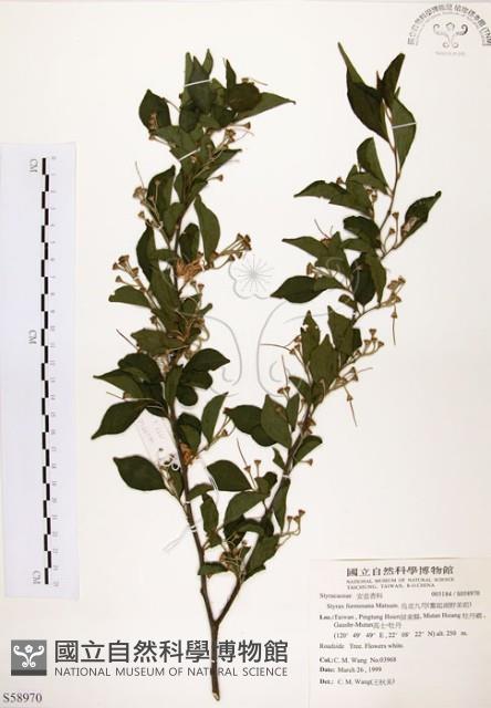 烏皮九芎、奮起湖野茉莉藏品圖，第1張