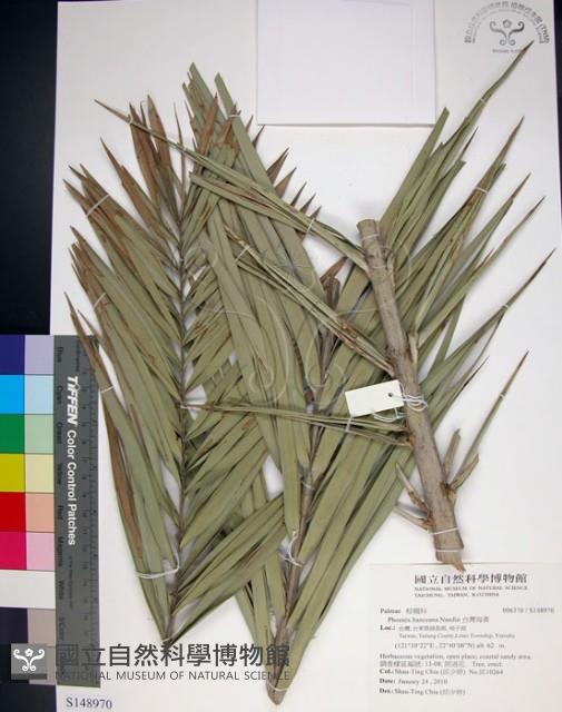 台灣海棗藏品圖，第1張