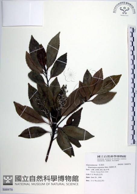 腺葉杜英藏品圖，第1張