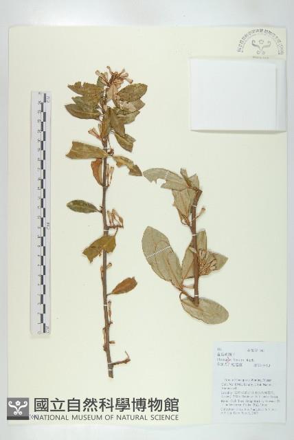 宜昌胡頹子藏品圖，第1張