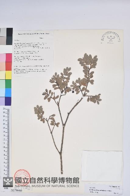 樹生越橘藏品圖，第1張