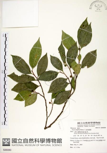 菲律賓榕藏品圖，第1張