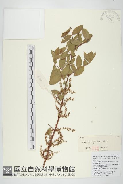 馬桑藏品圖，第1張