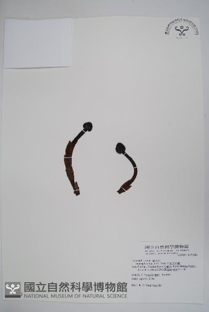 筆頭蛇菰藏品圖，第1張