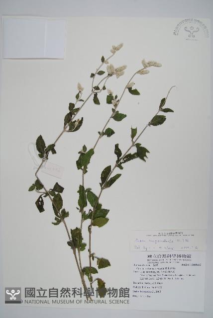 蔓雞冠、絹毛莧藏品圖，第1張