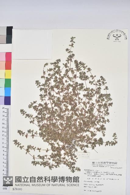 伏生大戟藏品圖，第1張