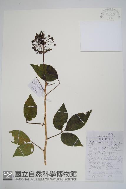 三葉五加、三加皮藏品圖，第1張