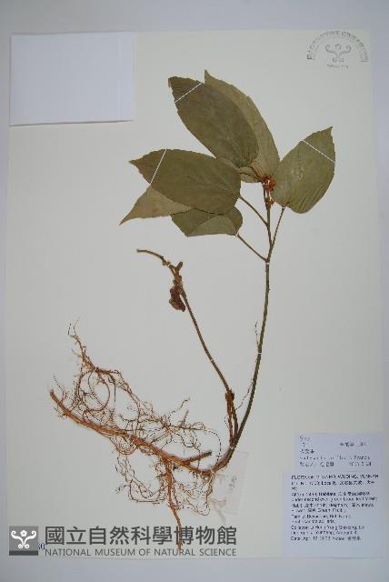 三角咪草藏品圖，第1張