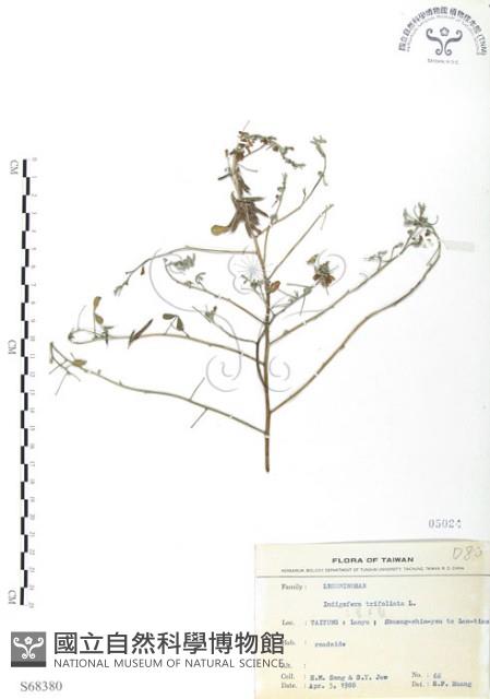 三葉木藍藏品圖，第1張