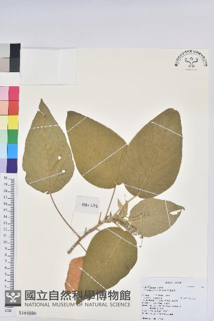 屏東鐵莧藏品圖，第1張