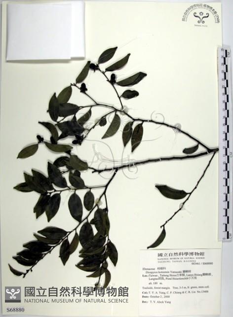 蘭嶼柿藏品圖，第1張