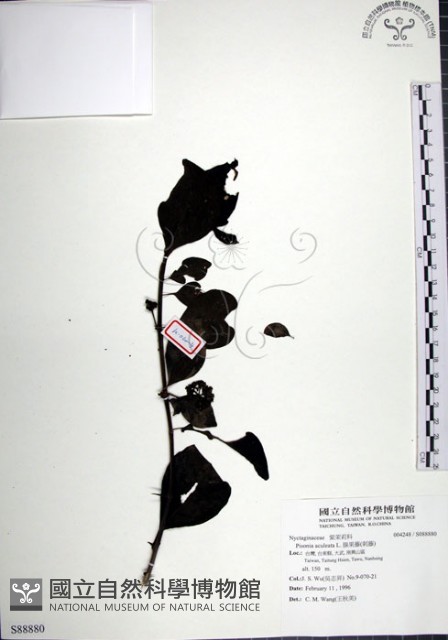 腺果藤、刺藤藏品圖，第1張