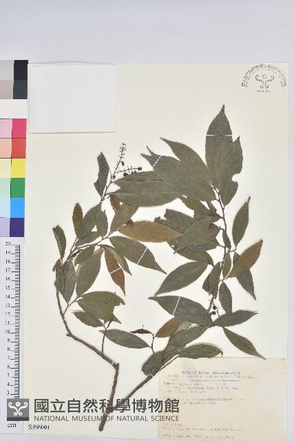 Dense-flowered China Laurel Collection Image