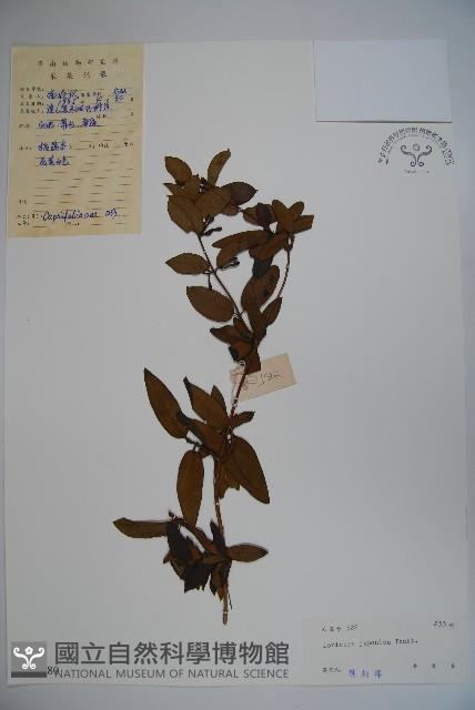 忍冬、金銀花藏品圖，第1張