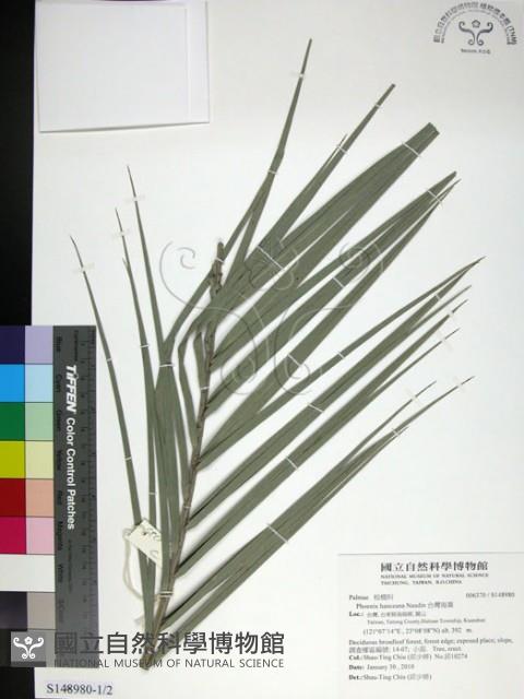 台灣海棗藏品圖，第1張