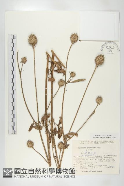 續斷藏品圖，第1張