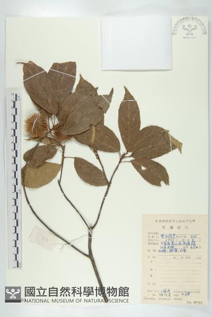 Accession Number:S078980 Collection Image, Figure 1, Total 2 Figures