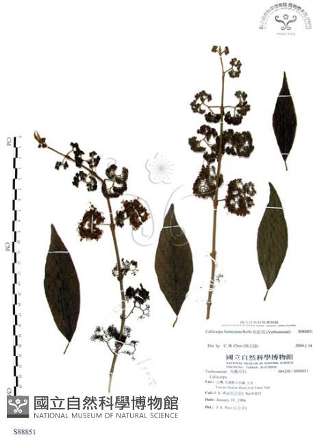 杜虹花，台灣紫珠藏品圖，第1張