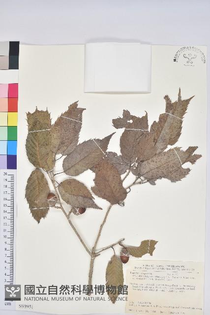 狹葉椆藏品圖，第1張