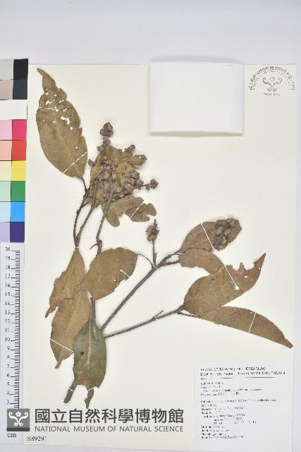 阿里山三斗石櫟藏品圖，第1張