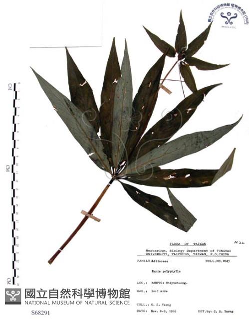 七葉一枝花藏品圖，第1張