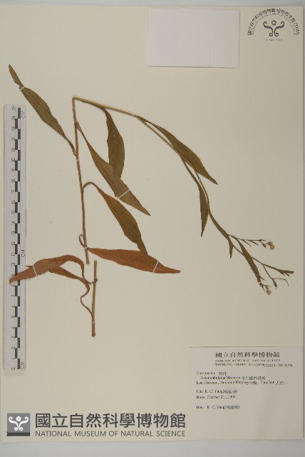 掃帚菊藏品圖，第1張