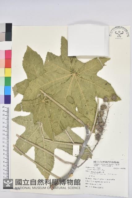 蓖麻藏品圖，第1張