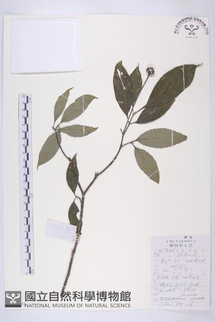 尖葉四照花藏品圖，第1張