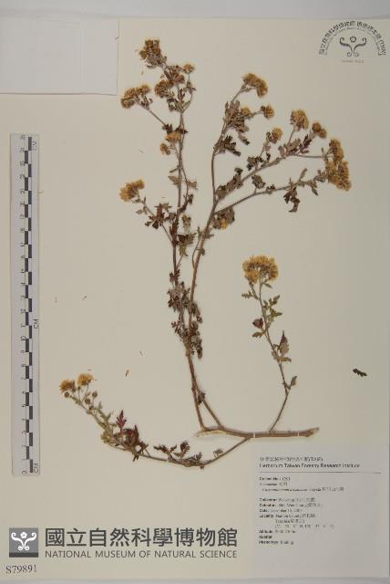 阿里山油菊藏品圖，第1張