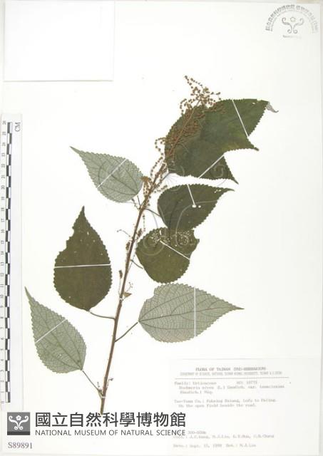 青苧麻藏品圖，第1張