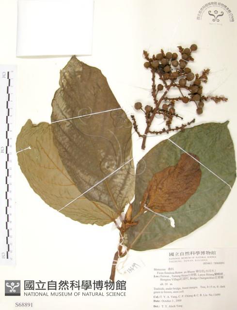 豬母乳、水同木藏品圖，第1張