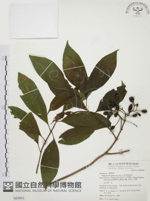 毛玉葉金花藏品圖，第1張