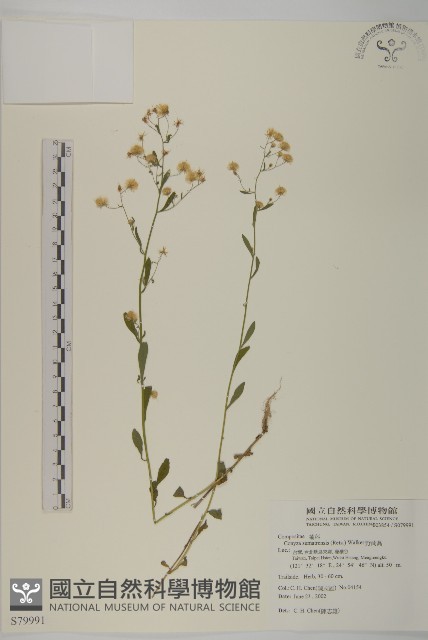野茼蒿藏品圖，第1張