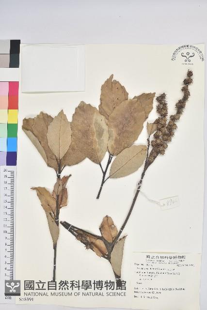 高山栲藏品圖，第1張