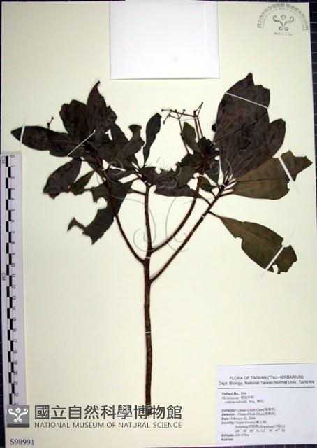 樹杞藏品圖，第1張