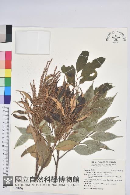 星刺栲、羅浮錐藏品圖，第1張