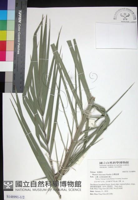 台灣海棗藏品圖，第1張