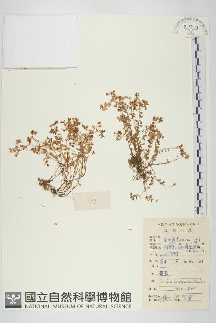 珠芽佛甲草藏品圖，第1張