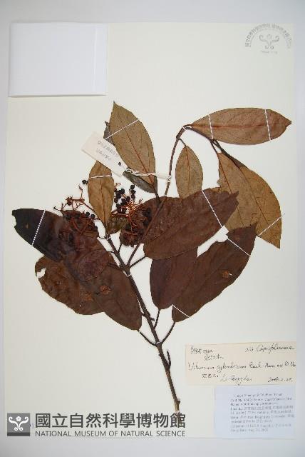 水紅木藏品圖，第1張