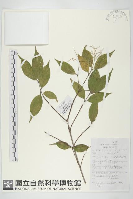 貴州四照花藏品圖，第1張