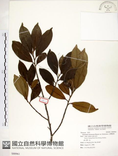 台灣楊桐藏品圖，第1張