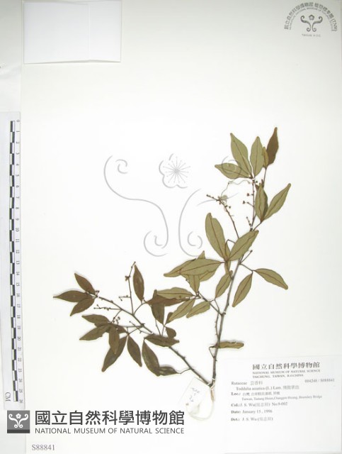 飛龍掌血藏品圖，第1張