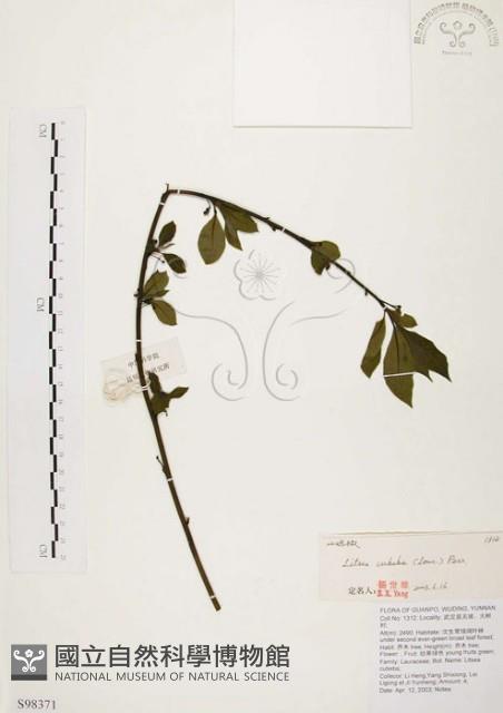 山胡椒藏品圖，第1張