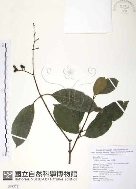 山香圓藏品圖，第1張