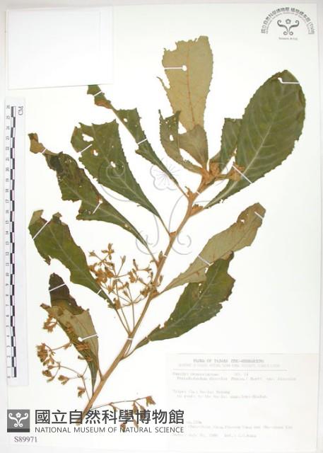 同蕊草、異色線柱苣苔藏品圖，第1張