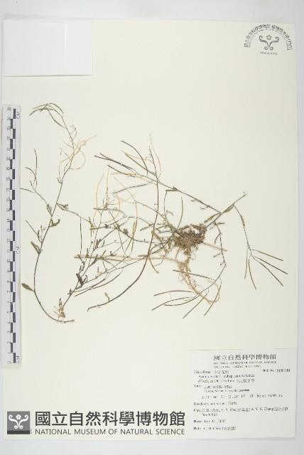 玉山筷子芥藏品圖，第1張