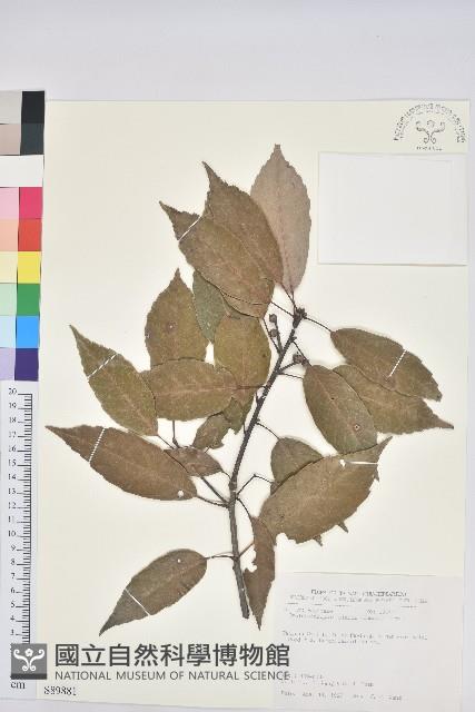 青剛櫟、鐵椆藏品圖，第1張