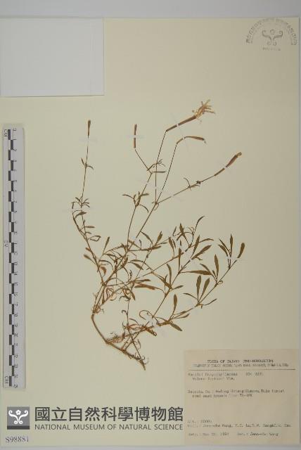 蠅子草藏品圖，第1張