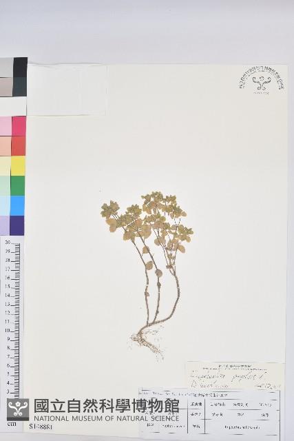 荸艾類大戟藏品圖，第1張